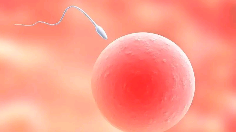 卵子捐赠与代孕：潜藏的风险与真实案例